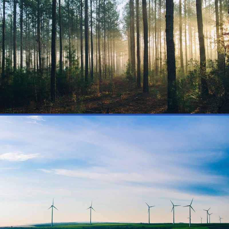  collage of 
                        trees and wind turbines