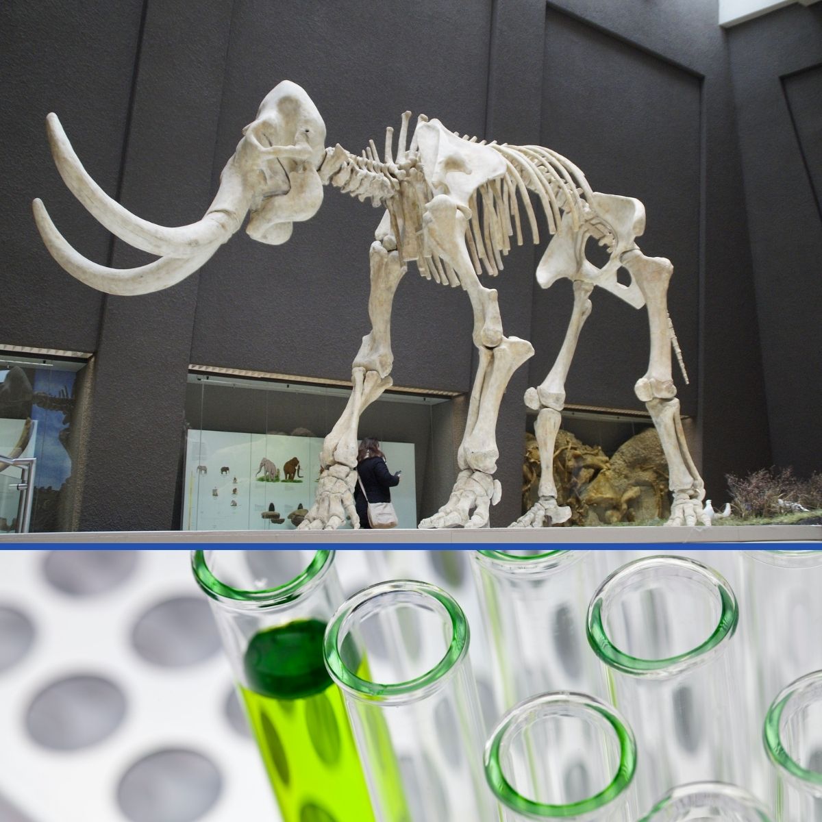 collage of 
                            dinosaurs and test tubes